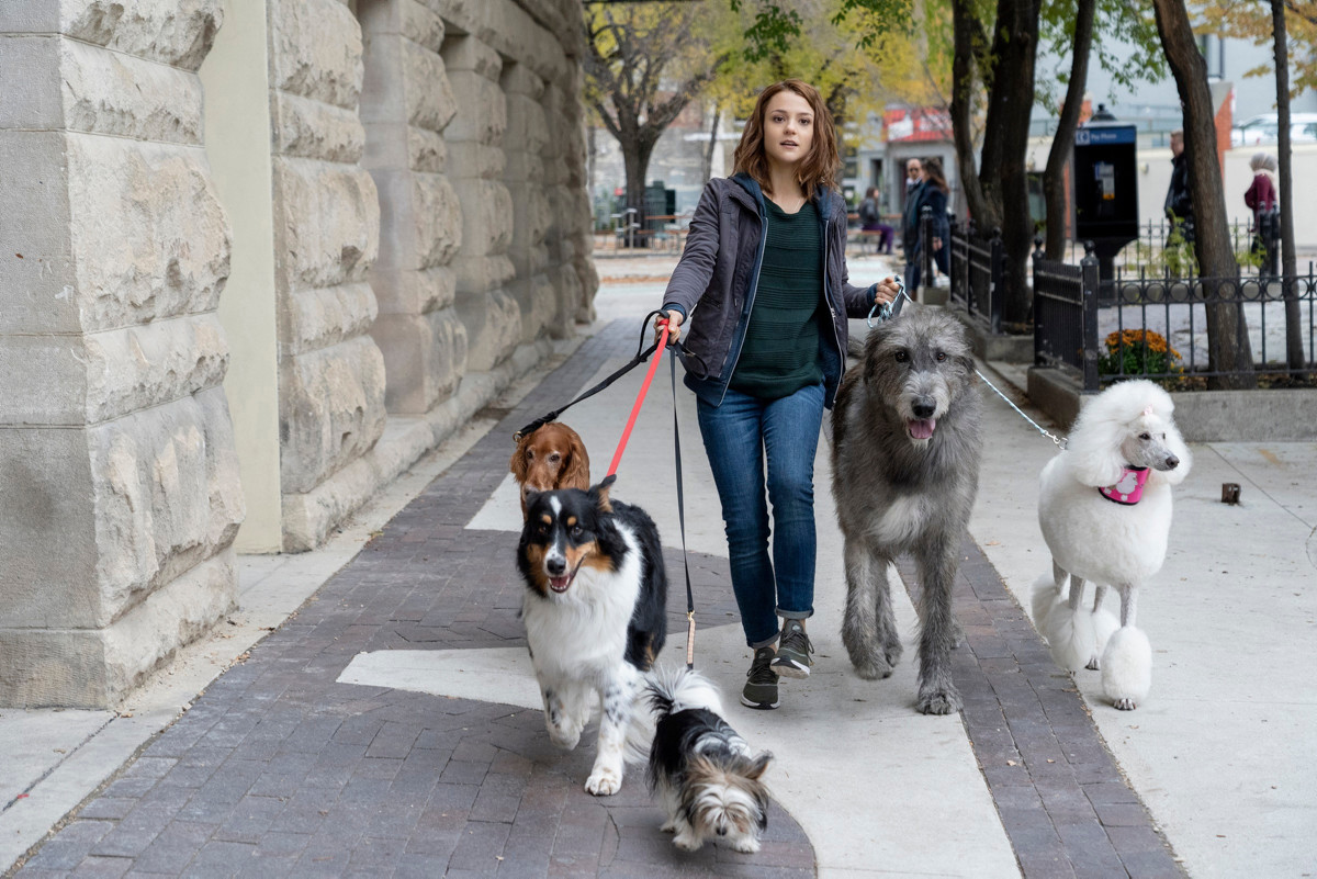 Premeyry A Dog`s Journey1