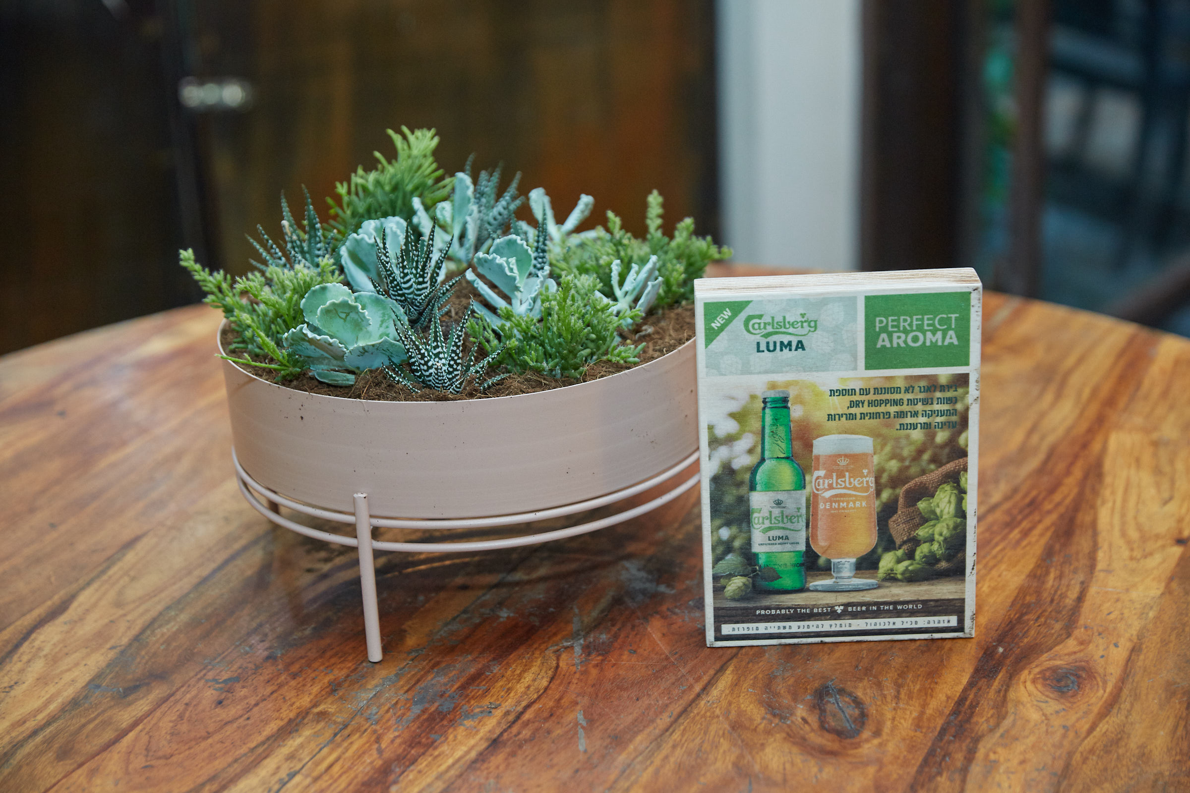 D_P_8811צילום_שוקה_כהן