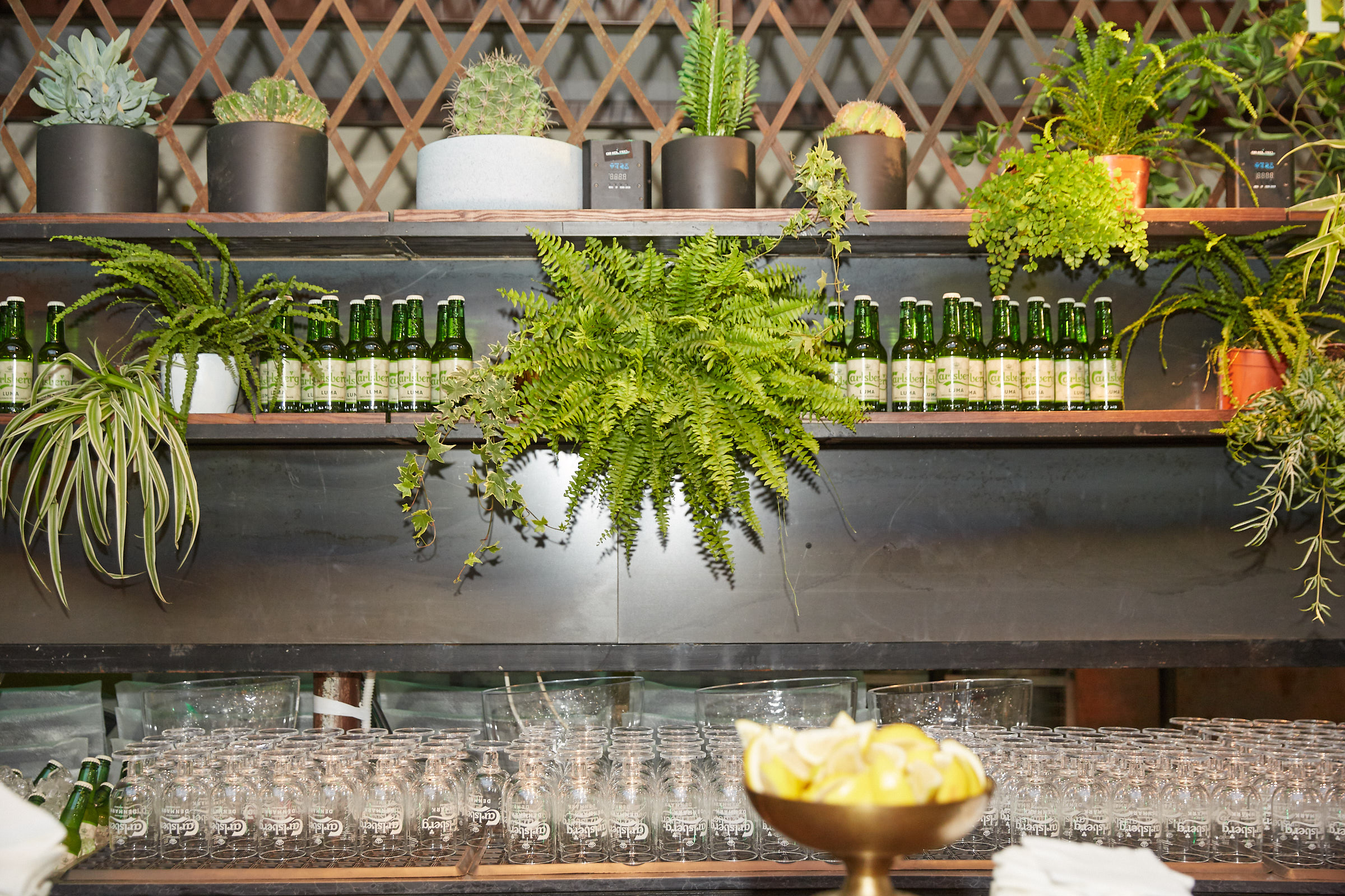 D_P_8837צילום_שוקה_כהן