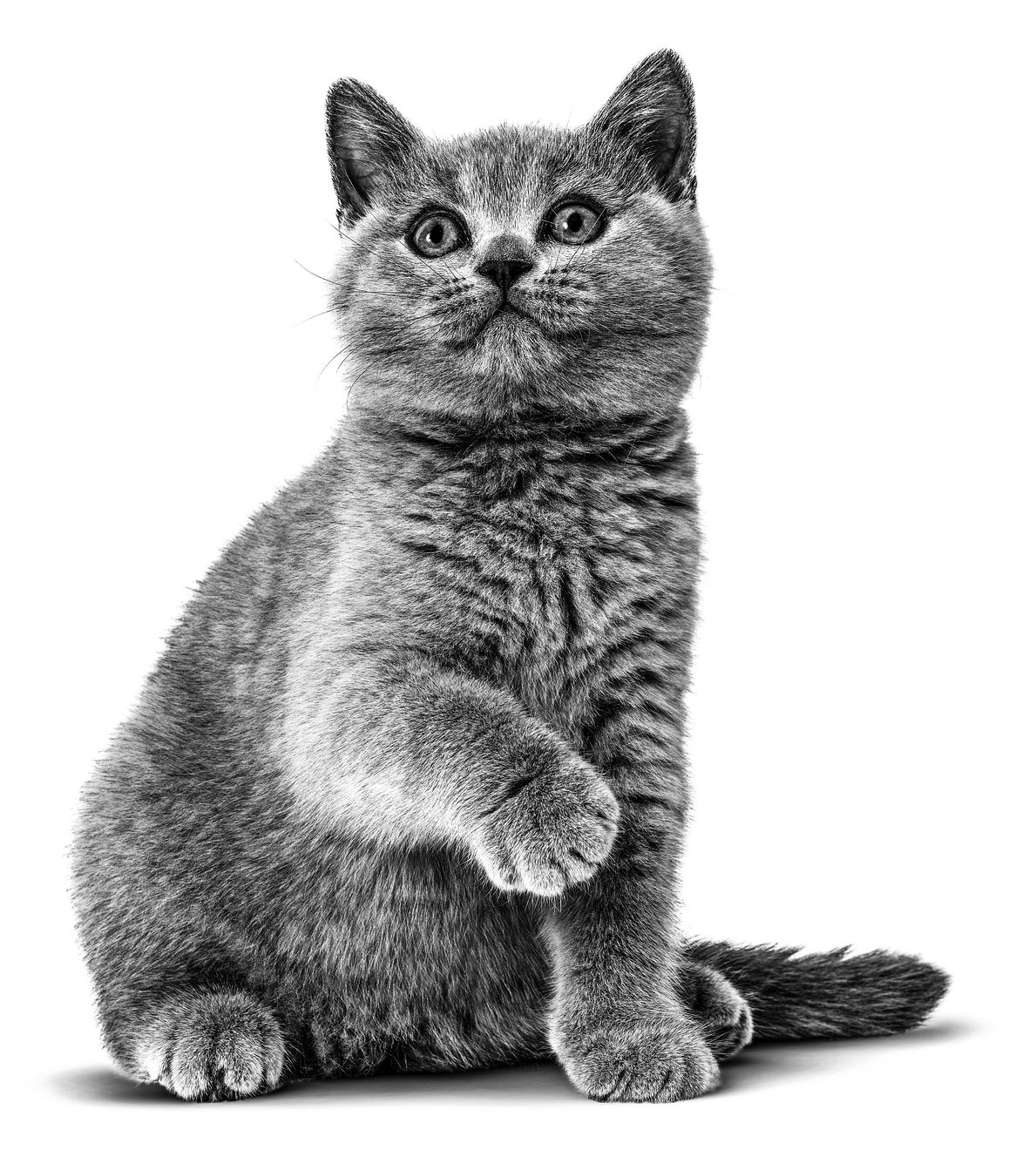 BRITISH_SHORTHAIR_KITTEN_-_BREED_EMBLEMATIC_Med._Res.___Basic (1)