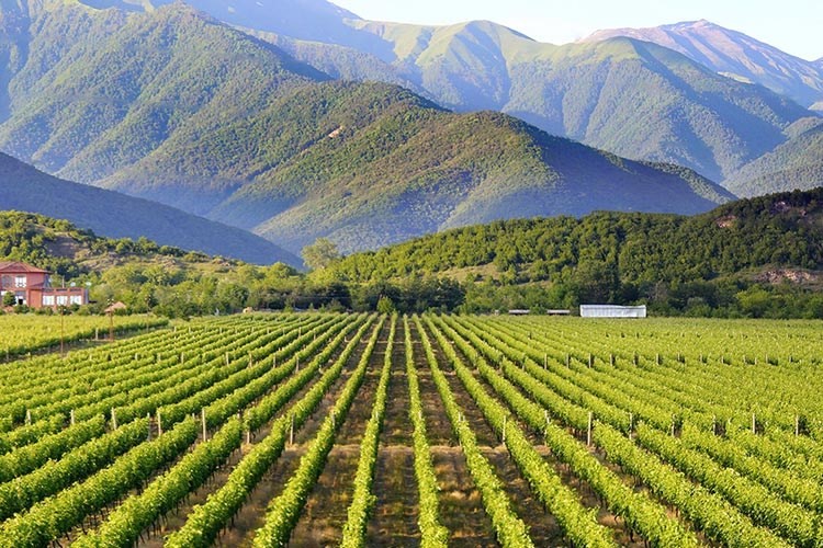 WhatsApp Image 2021-02-08 at 10.19.30