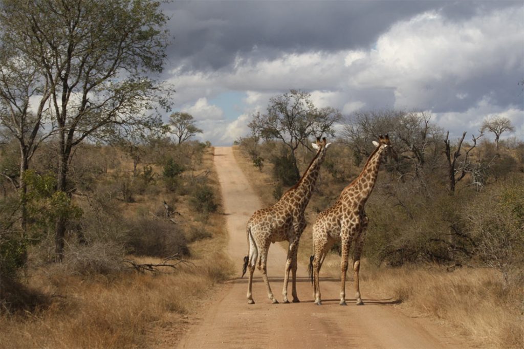 south-africa-1-2-1024x682