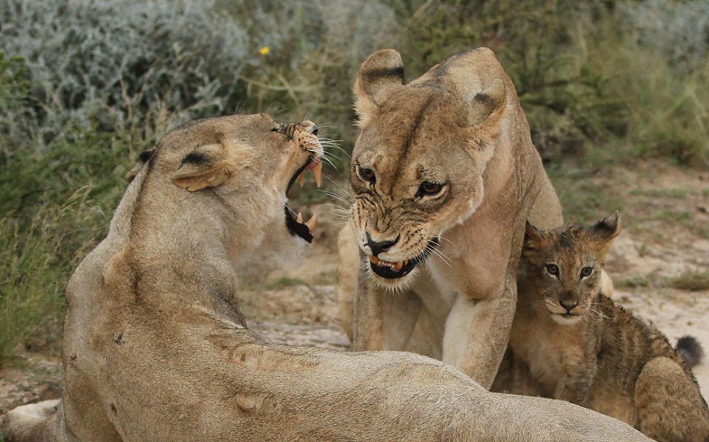 south-africa-9-2-1024x639