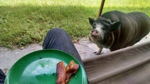 Retina дисплей Retina дисплей